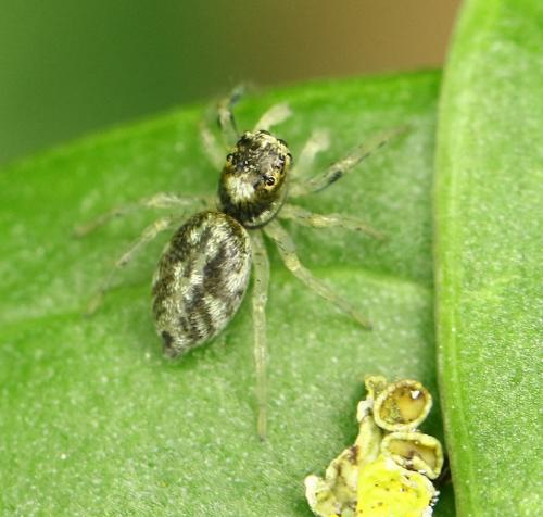 Réf. 228 436 : Phintella castriesiana